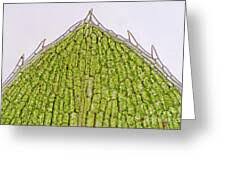 Attēlu rezultāti vaicājumam “Elodea canadensis leaf”