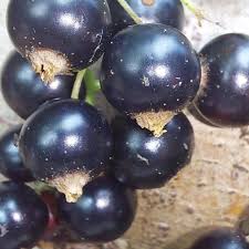 Attēlu rezultāti vaicājumam “Ribes nigrum fruit”