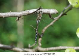 Attēlu rezultāti vaicājumam “Aeshna mixta”