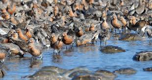 Attēlu rezultāti vaicājumam “Calidris canutus”