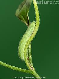 Attēlu rezultāti vaicājumam “Pieris rapae larva”