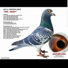 Image result for Meridian Racing Pigeon Lofts