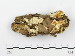 Attēlu rezultāti vaicājumam “Skeletocutis amorpha”