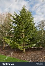 Attēlu rezultāti vaicājumam “Abies veitchii”