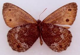 Attēlu rezultāti vaicājumam “Oeneis jutta”