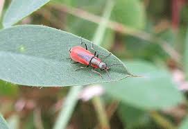 Attēlu rezultāti vaicājumam “Anthocomus rufus”