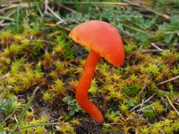 Attēlu rezultāti vaicājumam “Mucronella”