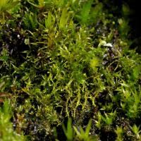 Attēlu rezultāti vaicājumam “Cephaloziella elachista”