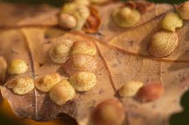 Attēlu rezultāti vaicājumam “Neuroterus quercusbaccarum”