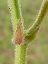 Attēlu rezultāti vaicājumam “Diderma umbilicatum plasmodium”