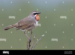 Image result for Luscinia calliope