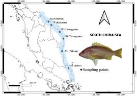 Image result for Lutjanus alexandrei