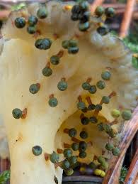 Attēlu rezultāti vaicājumam “Craterium minutum stalked”