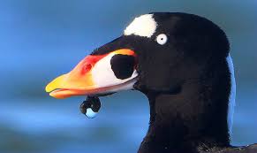 Image result for Melanitta perspicillata