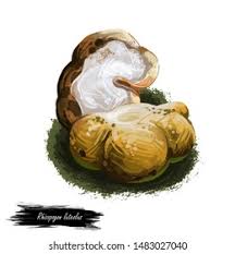 Attēlu rezultāti vaicājumam “Rhizopogon luteolus”