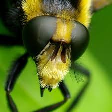 Attēlu rezultāti vaicājumam “Volucella bombylans”