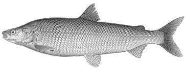 Image result for Coregonus clupeaformis