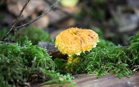 Attēlu rezultāti vaicājumam “Lactarius necator”