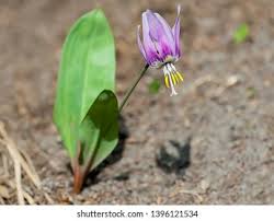 Attēlu rezultāti vaicājumam “Erythronium sibiricum”