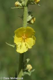 Attēlu rezultāti vaicājumam “Verbascum densiflorum bud”