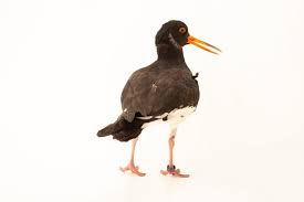 Attēlu rezultāti vaicājumam “Haematopus ostralegus”