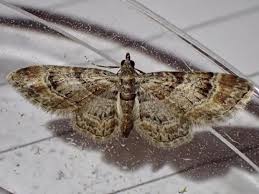 Attēlu rezultāti vaicājumam “Gymnoscelis rufifasciata”