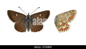 Attēlu rezultāti vaicājumam “Aricia artaxerxes  female”