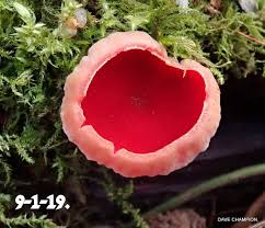 Attēlu rezultāti vaicājumam “Sarcoscypha austriaca var. lutea”