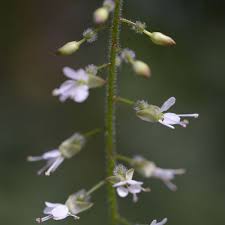 Attēlu rezultāti vaicājumam “Circaea lutetiana”