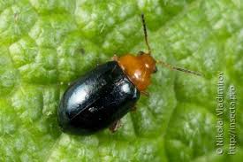 Attēlu rezultāti vaicājumam “Alticinae”