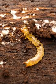 Attēlu rezultāti vaicājumam “Schizotus pectinicornis”