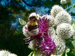 Attēlu rezultāti vaicājumam “Arctium tomentosum fruit”