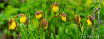 Attēlu rezultāti vaicājumam “Hammarbya paludosa fruit”