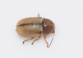 Attēlu rezultāti vaicājumam “Cryptocephalus pusillus”