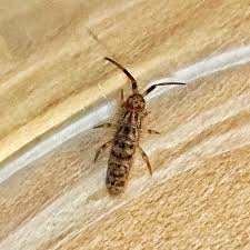 Attēlu rezultāti vaicājumam “Orchesella sp.”