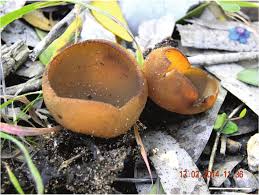 Attēlu rezultāti vaicājumam “Peziza vesiculosa”