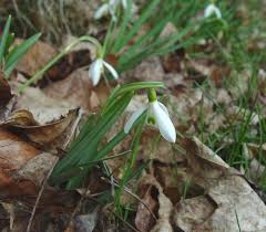 Attēlu rezultāti vaicājumam “Galanthus nivalis fruit”
