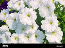 Image result for Mirabilis jalapa