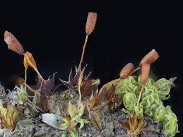 Attēlu rezultāti vaicājumam “Tortula truncata”