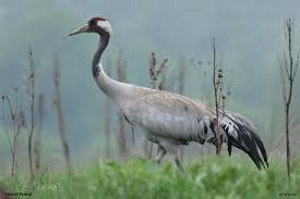 Attēlu rezultāti vaicājumam “Grus grus”