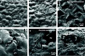 Attēlu rezultāti vaicājumam “Ochropsora ariae spores”