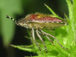 Attēlu rezultāti vaicājumam “Dolycoris baccarum”