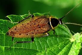 Attēlu rezultāti vaicājumam “Ectobius sylvestris female”