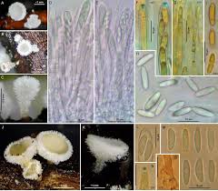 Attēlu rezultāti vaicājumam “Lachnum corticale”
