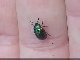 Attēlu rezultāti vaicājumam “Linaeidea aenea”