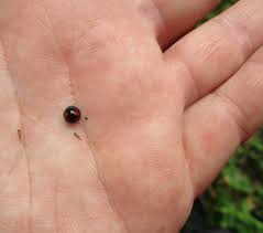 Attēlu rezultāti vaicājumam “Chilocorus renipustulatus”