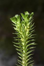 Attēlu rezultāti vaicājumam “Huperzia selago”