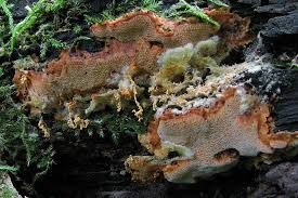 Attēlu rezultāti vaicājumam “Rigidoporus crocatus”