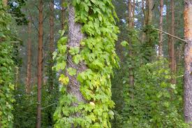 Attēlu rezultāti vaicājumam “Humulus lupulus”