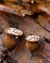 Attēlu rezultāti vaicājumam “Crucibulum laeve”